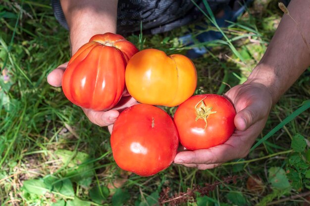 Ręce rolnika trzymają dojrzałe świeże pomidory eco food koncepcja ogrodnictwa domowego