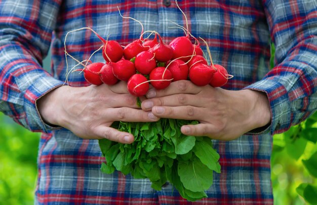 Ręce rolnika trzymają świeże zbliżenie rzodkiewki Organiczne świeże zebrane warzywa