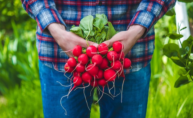 Ręce rolnika trzymają świeże zbliżenie rzodkiewki Organiczne świeże zebrane warzywa