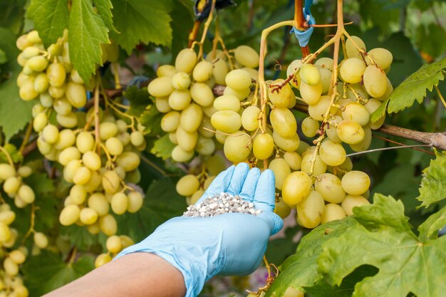 Ręce rolnika w gumowych rękawiczkach trzymają nawóz chemiczny, aby podać go białym winogronom w ogrodzie