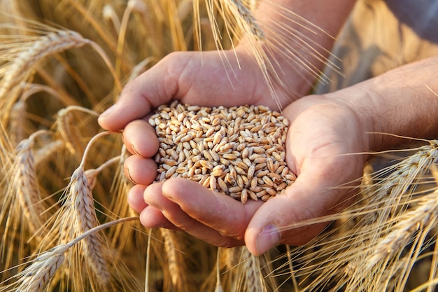 Zdjęcie ręce rolnika z bliska trzymając garść ziaren pszenicy w polu pszenicy.