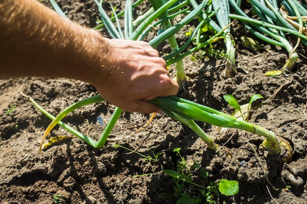 Ręce rolnika żniwa uprawa cebuli w ogrodzie Praca na plantacji Jesienne zbiory i koncepcja zdrowej żywności ekologicznej z bliska z selektywnym skupieniem