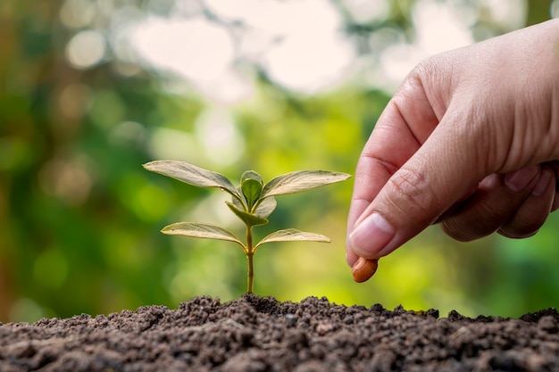 Ręce sadzą nasiona w glebie i wzroście roślin oraz sadzą ręcznie w koncepcji wzrostu roślin i żyznym środowisku