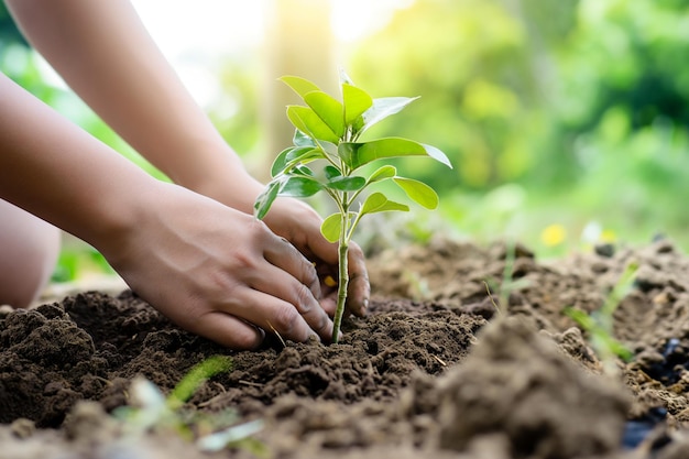 ręce sadzące młode drzewo koncepcja ochrony środowiska