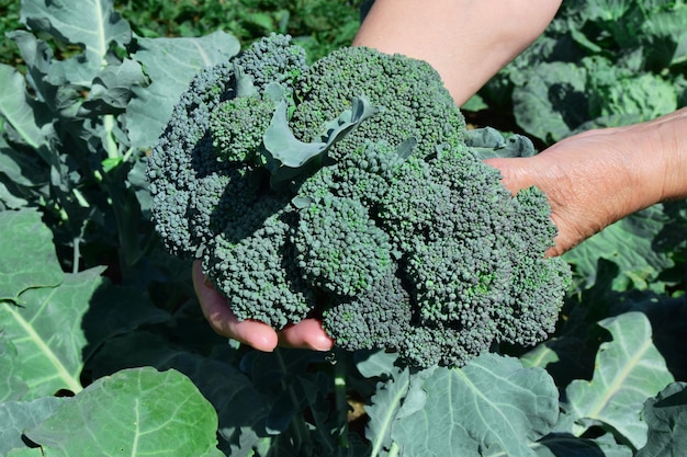 Ręce starszej kobiety trzymać świeżych brokułów roślin w przydomowym ogrodzie. Zdrowe odżywianie, zrównoważony rozwój, pożywienie, uprawa warzyw, wegetarianizm, styl życia.