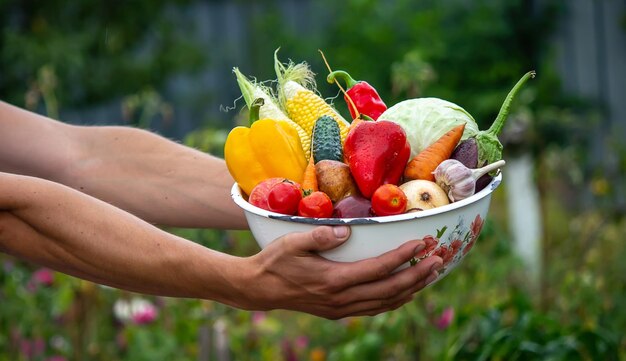 Ręce trzymają duży talerz z różnymi świeżymi warzywami rolnymi Jesienne zbiory i koncepcja zdrowej żywności ekologicznej