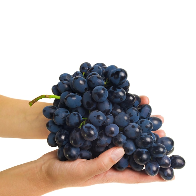 ręce trzymające świeżo zebrane winogrona