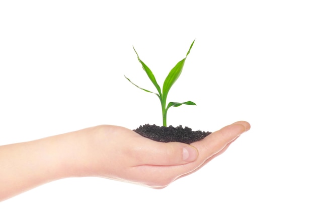 Ręce trzymające zieloną małą roślinę nowa koncepcja życia