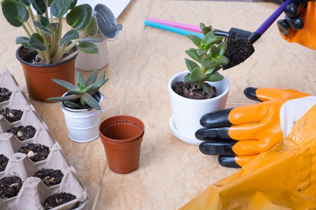 Ręce w rękawicach ogrodowych sadzenie sukulentów w nowych doniczkach Proces sadzenia w domu