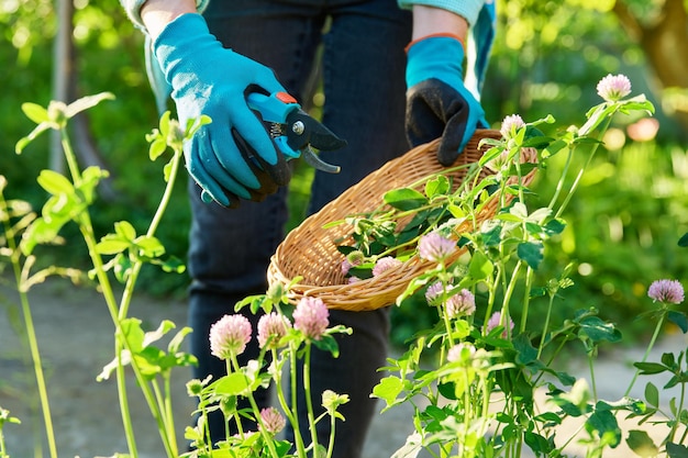 Zdjęcie ręce w rękawiczkach ogrodniczych z sekatorami zbierającymi kwitnącą roślinę różowej koniczyny