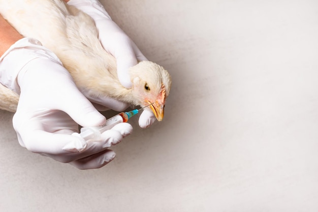 Ręce weterynarza w białych rękawiczkach ze strzykawką i białym kurczakiem Leghorn na szarym tle z kopią przestrzeni Leczenie kurcząt na ptasią grypę zakaźne zapalenie oskrzeli oskrzelowe zapalenie płuc