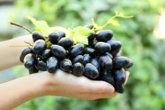 Ręce z winogronami na tle natury