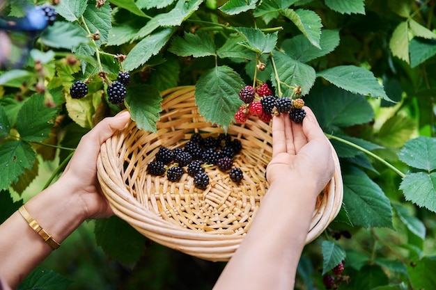 Zdjęcie ręce zbierające dojrzałe jeżyny z krzaka do zbioru jagód