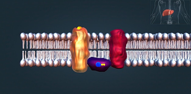 Receptor beta 1 jest niezbędny do prawidłowego funkcjonowania fizjologicznego współczulnego układu nerwowego