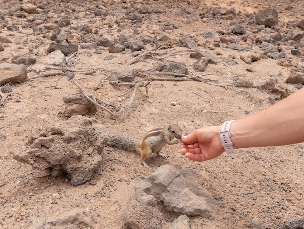 Ręczne karmienie wiewiórki ziemnej Barbary Fuerteventura Wyspy Kanaryjskie Hiszpania