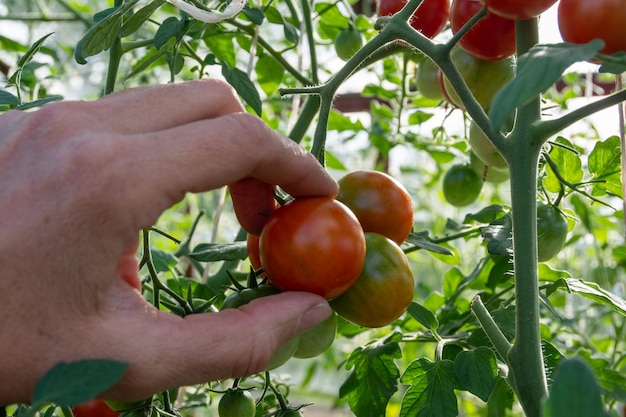 Ręczne zbieranie małych czerwonych dojrzałych pomidorów z gałęzi, zbliżenie. Uprawa pomidorków koktajlowych w ogrodzie. Domowa koncepcja diety naturalnej żywności