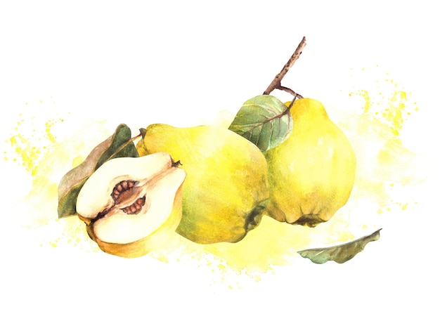 Ręcznie malowane akwarele żółte dojrzałe soczyste ciasteczko całe i cięte owoce z nasionami wewnątrz