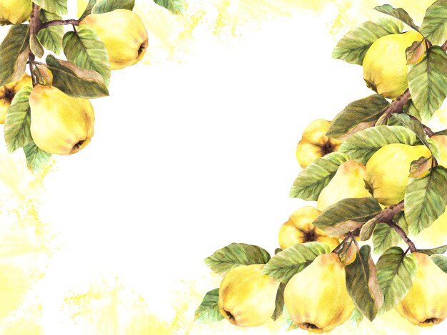 Ręcznie malowane akwarelowe sztandary gałęzie z żółtymi dojrzałymi soczyste quince całe owoce i liście z
