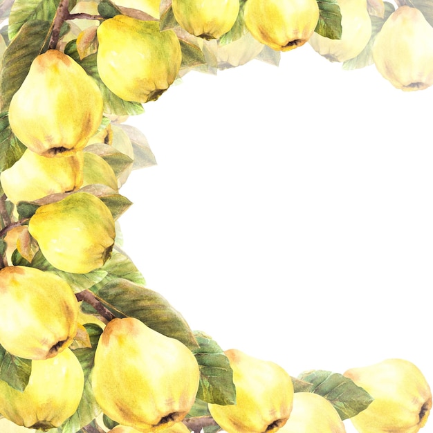 Ręcznie malowane gałęzie akwarelowe z żółtymi dojrzałymi soczystemi owocami i liśćmi.