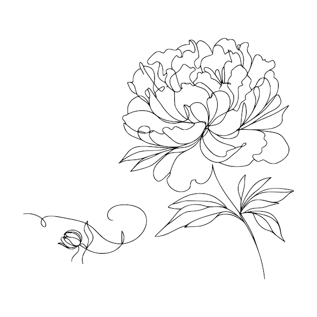 Ręcznie narysowana ilustracja Peony Vector