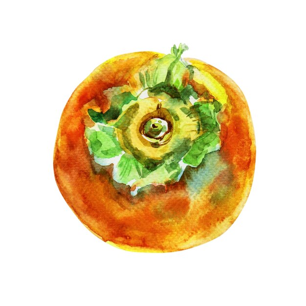 Ręcznie narysowany akwarel persimmon wyizolowany na białym tle Pyszna ilustracja z owocami