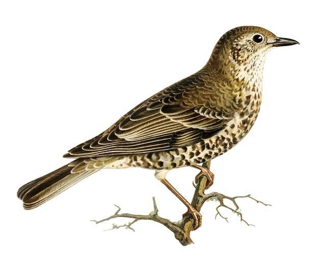 Ręcznie narysowany ptak mistle thrush png