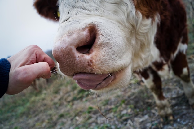 Zdjęcie ręcznie przycięta przez krowę wystawiającą język na polu