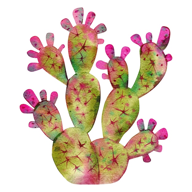 Ręcznie rysowane akwarela ilustracja kaktus egzotycznych roślin sukulentów