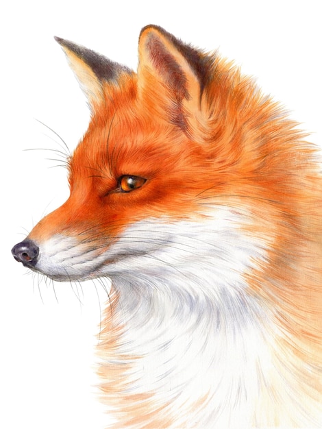 Ręcznie rysowane akwarela ilustracja portret rudego lisa na białym tle