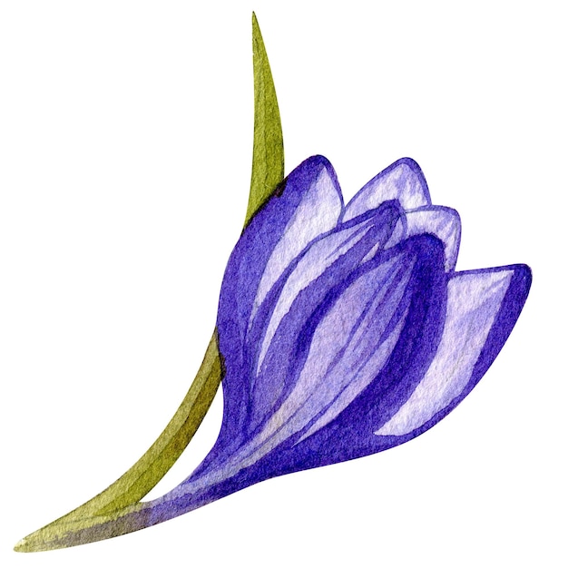 Zdjęcie ręcznie rysowane akwarela kwiatu krokusa ilustracja wiosennej rośliny odizolowanej na białym