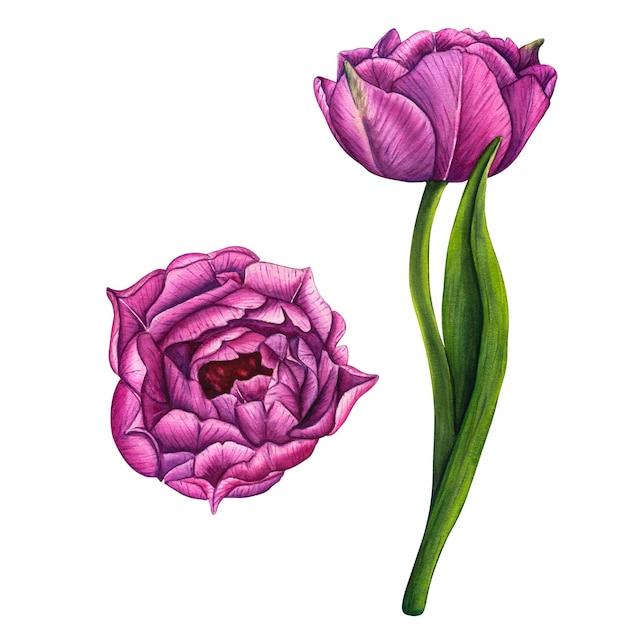 Ręcznie rysowane akwarela kwiaty fioletowe tulipany na białym tle wiosna kwiatowy ilustracja botaniczna na białym tle dla kart okolicznościowych zaproszenie na ślub urodziny i karty dzień matki