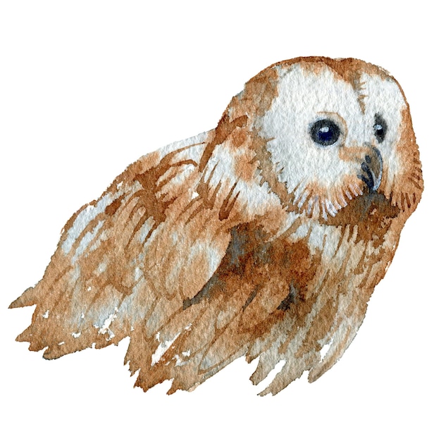 Ręcznie rysowane akwarela portret sowy Pień ilustracji ptaka leśnego