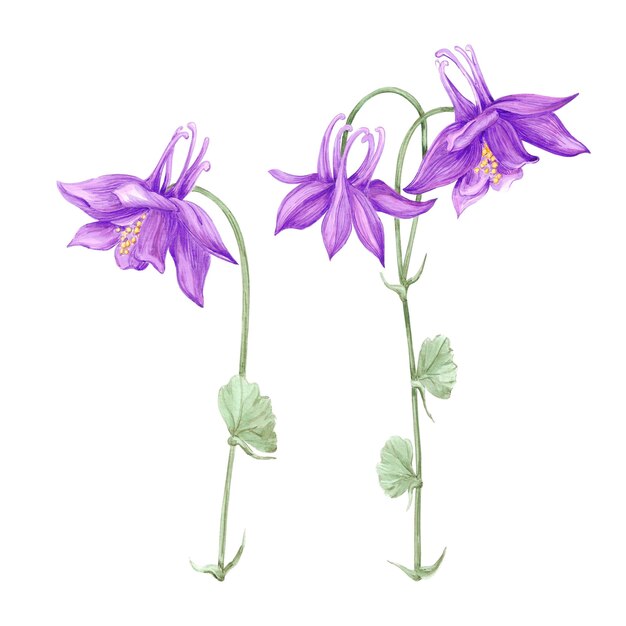 Ręcznie rysowane akwarele fioletowe kwiaty aquilegia izolowane na białym tle Można je użyć do kart, etykiet, albumów i innych produktów drukowanych