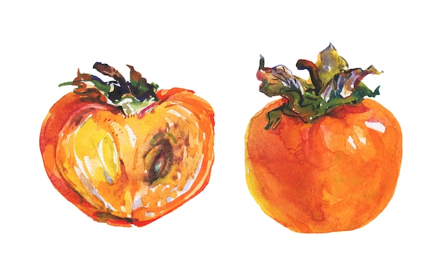 Ręcznie rysowane dojrzałe i całe persimmons. Akwarela świeżych owoców na białym tle