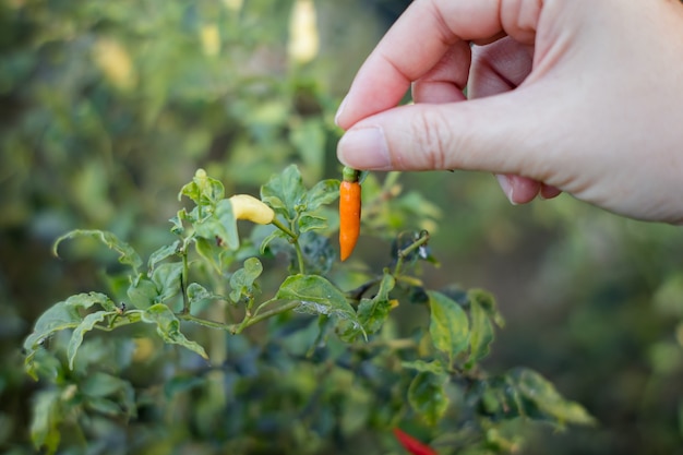 Ręcznie Zbierając świeżą Paprykę Czerwoną Lub Chili W Ogrodzie, Tło Natura I Rolnictwo