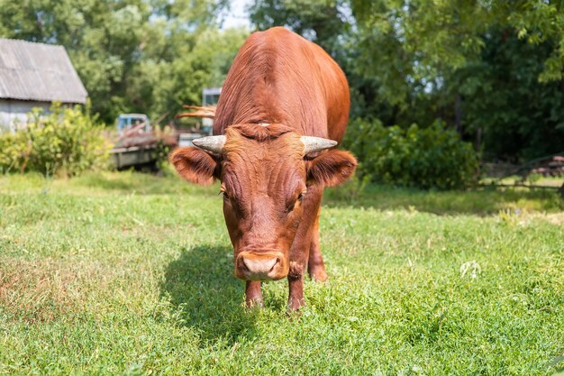 Red angus jałówka portret obraz błękitne niebo w tle