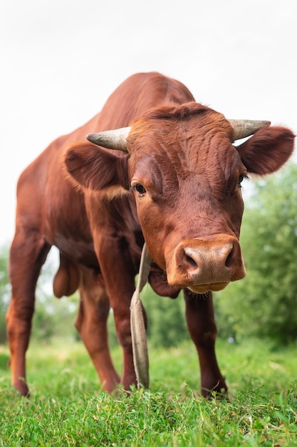 Red angus jałówka portret zdjęcie niebieskiego nieba w tle