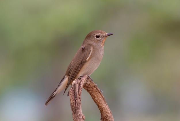 Zdjęcie red-breasted flycatcher