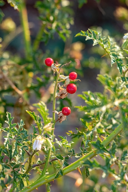 Red Buffalo-Bur Roślina gatunku Solanum sisymbriifolium