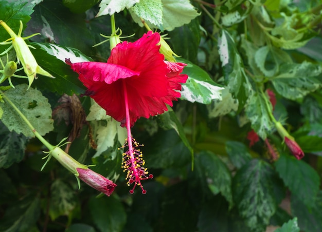 Red Chaba (chińska róża)