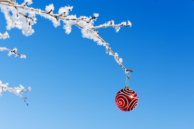 Zdjęcie red christmas ball wiszące na gałęzi pokryte szronem przed jasne