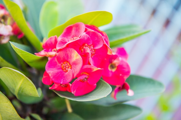 Red Crown of thorns flowers: Euphorbia milli Desmoul flower