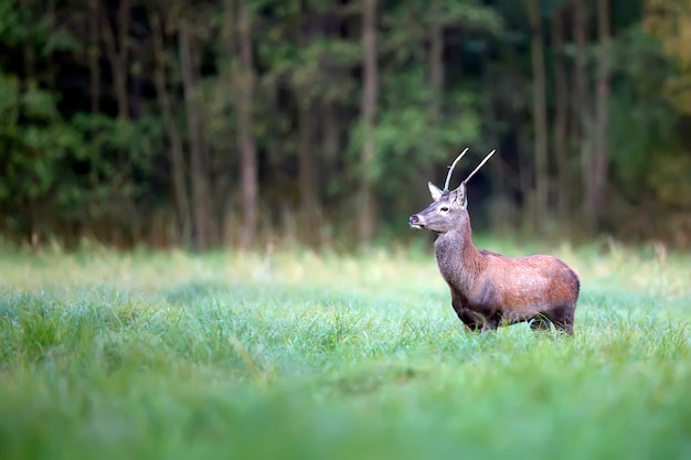 Red deer in the wild