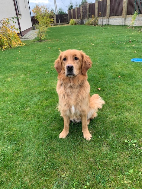 Red Dog Golden Retriever siedzi na trawniku i uważnie przygląda się właścicielowi i otoczeniu