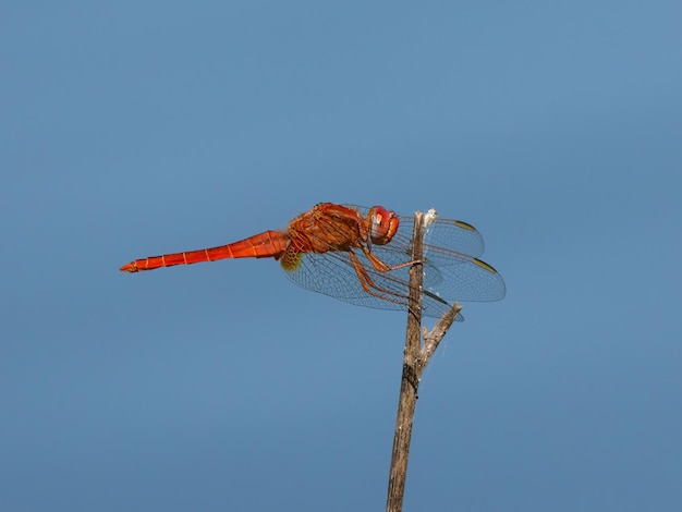 Red Dragonfly sfotografowany w ich naturalnym środowisku