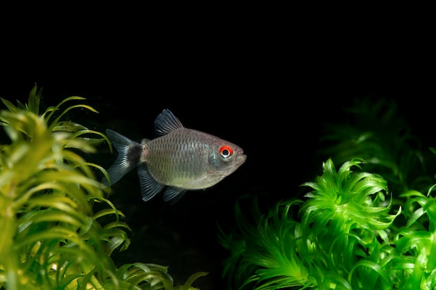 Red Eye Tetra Ryba Wyizolowana Na Czarnym Tle Roślin Wodnych