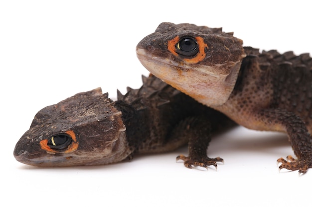 Red-Eyed Crocodile Skinks jaszczurka na białej przestrzeni