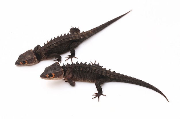 Red-Eyed Crocodile Skinks jaszczurka na białej przestrzeni