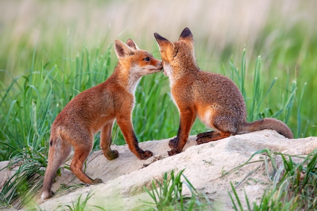 Red Fox Vulpes Vulpes Małe Młode Młode W Pobliżu Gry W Jaskini