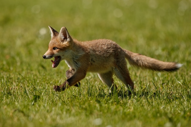 Red Fox Vulpes Vulpes W Europejskim Lesie